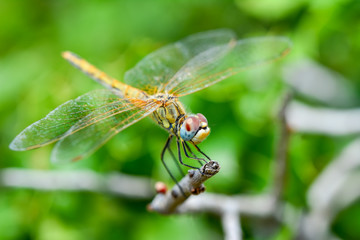 Macro shots, Beautiful nature scene dragonfly. Showing of eyes and wings detail. Dragonfly in the nature habitat 