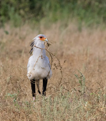 Secretary bird