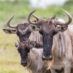 Wildebeest