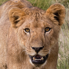 Female lion approaching