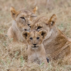 Obraz na płótnie Canvas Lions and lion cubs