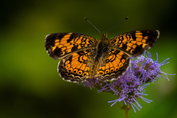CLOSE-UP BUTTERFLIES