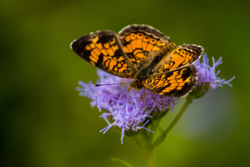 CLOSE-UP BUTTERFLIES