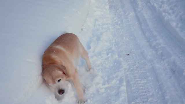 Man Cleans Snow Machine The Road From Snow In Winter And A Cute Dog Cleans Wool