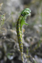 Cydalima perspectalis caterpillar as a pest eating buxus leaves. Box tree moth make damage in garden