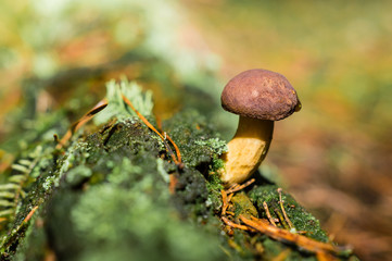 boletus in the woods