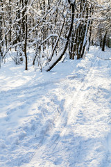 ski track in snowy urban park in sunny winter day
