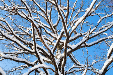bottom view of snow-covered top of oak tree