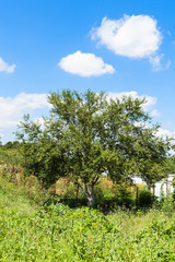 old cherry tree in green garden under blue sky