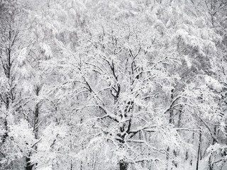 above view of snowy oak tree in snowfall