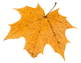 back side of broken autumn leaf of maple tree