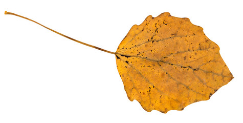 fallen leaf of aspen tree isolated on white