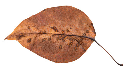 back side of rotten autumn leaf of apple tree