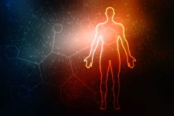 2d illustration Human Male Muscle Body
