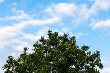 blue sky and the crown of green walnut tree