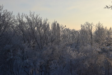 Зимние мотивы