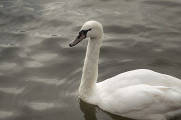 Swan on a Grey Lake