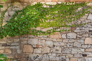 Background. Ivy on the stone wall in the springtime.
