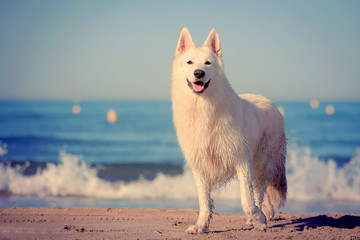 White swiss shepherd