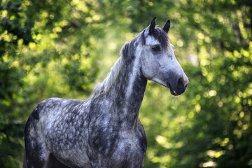 Portrait of a purebred arabian stallion in the forest.