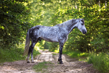 Portrait of a purebred arabian stallion in the forest.
