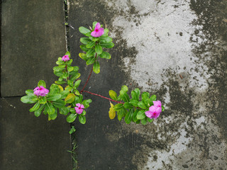 Pink little flowers growing through concrete floor