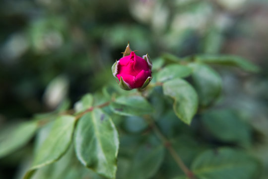 Red rose flower bud wallpaper background. Beautiful nature image. No people.