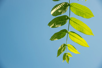 Beautiful green leaves of a manchurian nut in sunlight against a blue sky