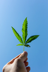 Fototapeta na wymiar cannabis leaf in hand