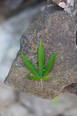 cannabis leaf in hand