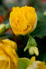 Vertical image of yellow rose flower. No people.