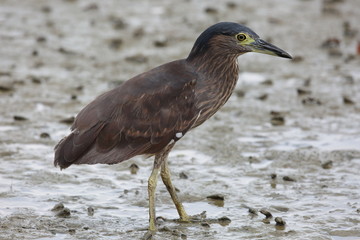 Nankeen night heron or Rufous night heron (Nycticorax caledonicus) in Borneo, Malaysia