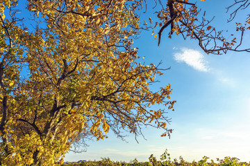 Wide shot of a tree above vineyard land in Moldova