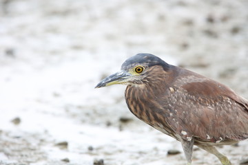 Nankeen night heron or Rufous night heron (Nycticorax caledonicus) in Borneo, Malaysia