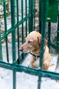 The sad look of a caged dog, facing forward and sitting. Photograph taken in Dubrovnik, Dalmatia, Croatia.