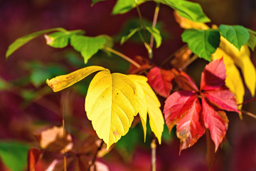 Colorful abstract autumn leaves in a countryside vineyard