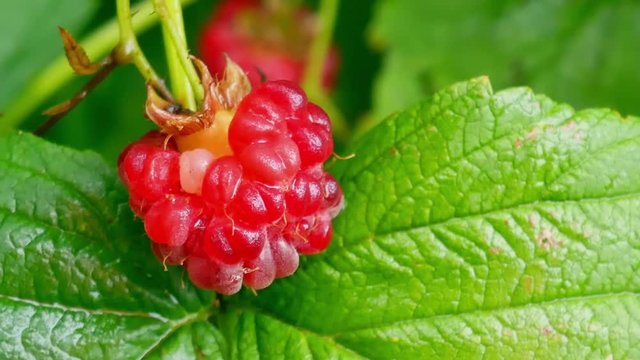 Juicy red raspberries with water drops after rain on green background of leaves