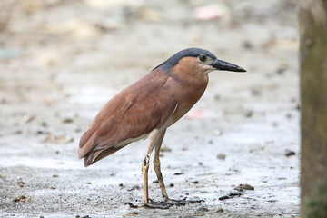 Nankeen night heron or Rufous night heron (Nycticorax caledonicus) in Borneo, Malaysia