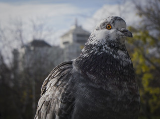 pigeon