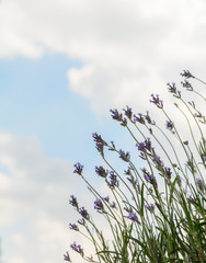 Lavender flowers against the sky. Summer city background