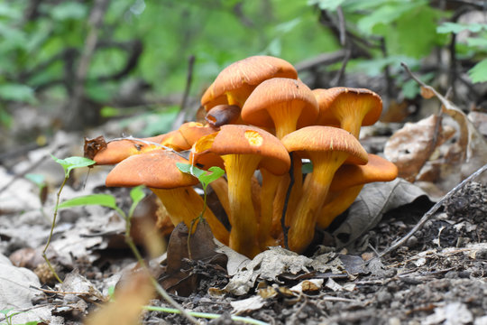 Omphalotus olearius or orange jack o lantern mushroom gills, Poisonous mushroom