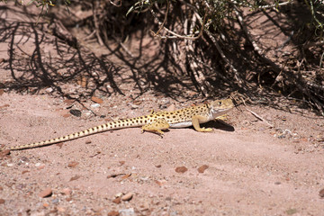 Leopard Lizard