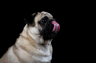 Obraz premium Portrait of pug on black background, licks funny