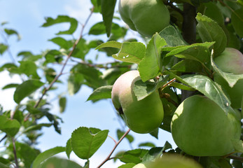Apples on the branches of a tree