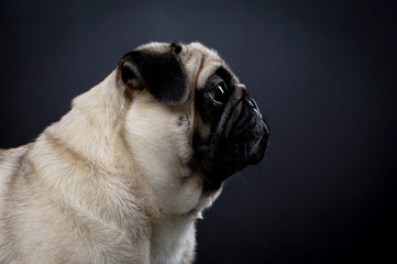 Serious Portrait of a pug on a black background