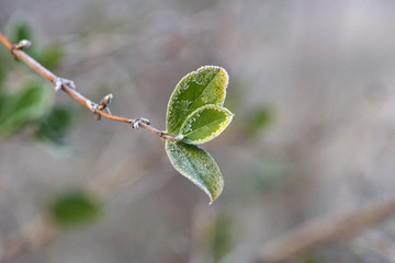 Frost on green leaves