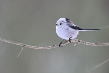 Long-tailed tit © Risto