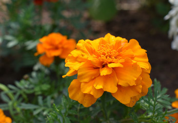 Orange shotgun macro