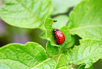 The red large larva of the Colorado potato beetle sits on the potato leaf.