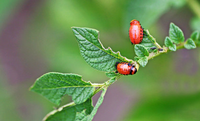 Two Colorado potato beetle larvae.